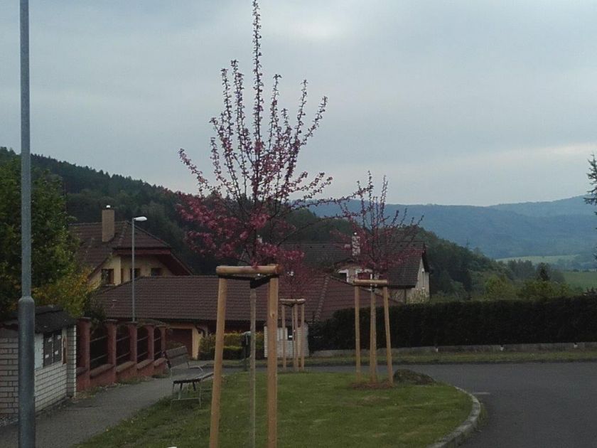 stromy Lesní ulice